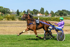 Sport-trot attelé • <a style="font-size:0.8em;" href="http://www.flickr.com/photos/161151931@N05/50604542452/" target="_blank">View on Flickr</a>