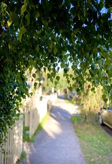322/366 This generous weeping tree provides respite from the blazing sun as I walk the footpaths around my neighbourhood.
