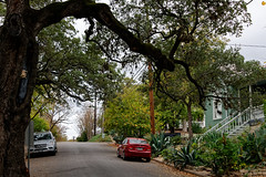 Under an Oak Tree While Walking the Streets of Austin