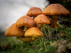 Amsterdamse Waterleidingduinen 2020: Orange fungi (Explored)