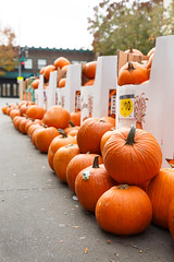 301/366 pumpkin procurement