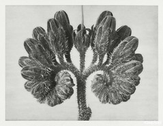 Symphytum Officinale (Common Comfrey) enlarged 8 times from Urformen der Kunst (1928) by Karl Blossfeldt. Original from The Rijksmuseum. Digitally enhanced by rawpixel.