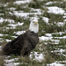 Bald eagle on the ground in Grantsburg, Wisconsin