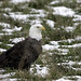 Bald eagle on the ground in Grantsburg, Wisconsin