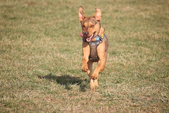 Visit with Runyon to Swift Run Dog Park (Ann Arbor, Michigan) - 326/2020 163/P365Year13 4546/P365all-time (November 21, 2020)