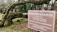 Tidal Basin - Cork Tree  - Washington, D.C - Nov 2020