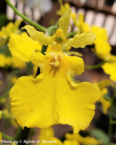 Oncidium Aloha Concolor – AD - a photo on Flickriver