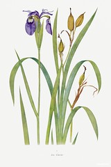 Iris Clarkei from The Genus Iris (1913) by William Rickatson Dykes. Original from The Biodiversity Heritage Library. Digitally enhanced by rawpixel