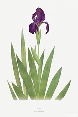 Iris Subbiflora from The genus Iris by William Rickatson Dykes (1877-1925). Original from The Biodiversity Heritage Library. Digitally enhanced by rawpixel