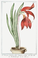Lily&ndash;Daffodil (ca. 1772 &ndash;1793) by Giorgio Bonelli. Original from the The New York Public Library. Digitally enhanced by rawpixel.