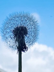 328/366 Brave lone dandelion shown standing up against a cloudy sky.