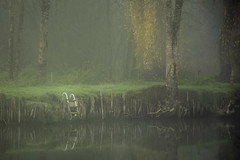 Piscine dans le brouillard • <a style="font-size:0.8em;" href="http://www.flickr.com/photos/161151931@N05/50637611176/" target="_blank">View on Flickr</a>