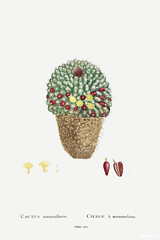 Cactus Mammillaria Image from Histoire des Plantes Grasses (1799) by Pierre-Joseph Redouté. Original from Biodiversity Heritage Library. Digitally enhanced by rawpixel.