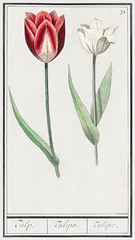 Tulip, Tulipa (1596&ndash;1610) by Anselmus Boëtius de Boodt. Original from the Rijksmuseum. Digitally enhanced by rawpixel.