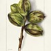Hickory (Carya)(1904) by Bertha Heiges Original from U.S. Department of Agriculture Pomological Watercolor Collection. Rare and Special Collections, National Agricultural Library. Digitally enhanced by rawpixel.