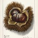 Chestnut (Castanea) (1913) by Ellen Isham Schutt. Original from U.S. Department of Agriculture Pomological Watercolor Collection. Rare and Special Collections, National Agricultural Library. Digitally enhanced by rawpixel.