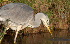 Grey heron (B&T Canal)