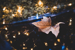 Between Autumn and Christmas<br/>© <a href="https://flickr.com/people/79148003@N00" target="_blank" rel="nofollow">79148003@N00</a> (<a href="https://flickr.com/photo.gne?id=50655125118" target="_blank" rel="nofollow">Flickr</a>)