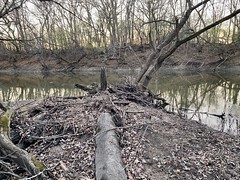 Beaver Lodge, Dam No. 4 Woods, Cook County Forest Preserve
