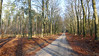 20201129_141018_Trage Tocht Hoenderloo • <a style="font-size:0.8em;" href="http://www.flickr.com/photos/22712501@N04/50660278888/" target="_blank">View on Flickr</a>