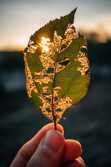 Setting sun shining through a hole in a leaf eaten by pest