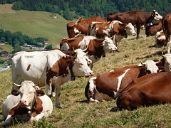 Abondance cattle @ Col de la Forclaz