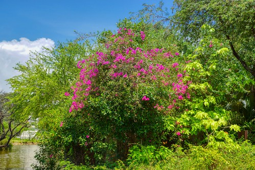 Blossoming Bougainvilleas in Muang Boran (Ancient City) in Samut Phrakan near Bangkok, Thailand