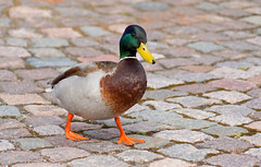 Helsinki Duck