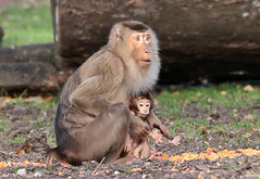 pigtailed macaque Burgerszoo 9K2A2302