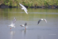 four seagulls, four poses
