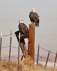 December 8, 2020 - Fantastic pair of bald eagles in Adams County. (Bill Hutchinson)