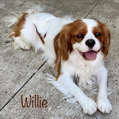 Willie • <a style="font-size:0.8em;" href="http://www.flickr.com/photos/72564046@N04/50705640628/" target="_blank">View on Flickr</a>