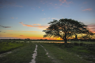 Atardecer el campo (esteros) // Sunset in the field (wetlands)