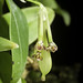 Bulbophyllum physometrum J.J.Verm., Suksathan & Watthana, Phytotaxa 302(2): 174 (2017)