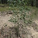 Acacia falcata plant DC4