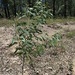 Acacia falcata plant DC2