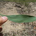 Acacia falcata leaf DC3