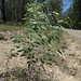Acacia falcata plant DC3