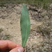 Acacia falcata leaf DC2