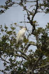 Snowy Egret Perched on Branch 2