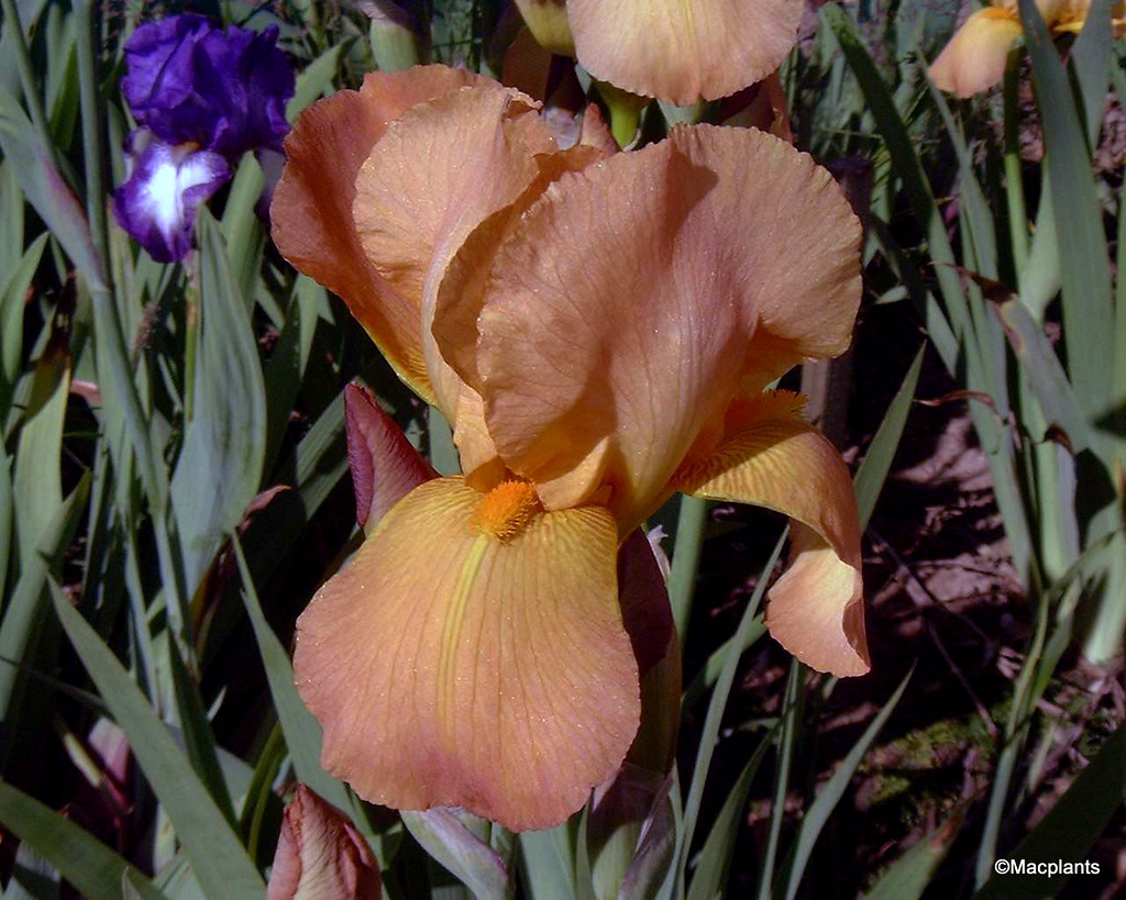 Iris germanica 'Rocket'