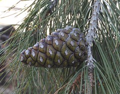 Afghan Pine, Pinus brutia eldarica