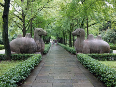 Seated camels on the Elephant Road, part of the sacred way
