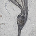 Dichocrinus ficus (fossil crinoid) (Edwardsville Formation, Lower Mississippian; near Crawfordsville, Indiana, USA) 5