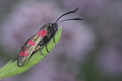 Six-spot Burnet Moth - Zygaena filipendula