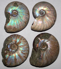 Ammonites (Cretaceous; Madagascar) 2