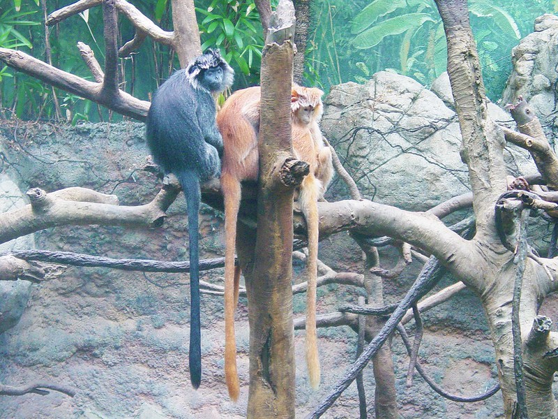Bronx Zoo 2007 - Monkeys in Natural Habitat<br/>© <a href="https://flickr.com/people/10632426@N05" target="_blank" rel="nofollow">10632426@N05</a> (<a href="https://flickr.com/photo.gne?id=50765843418" target="_blank" rel="nofollow">Flickr</a>)