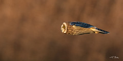 The Silent Bullet - Short-eared Owl