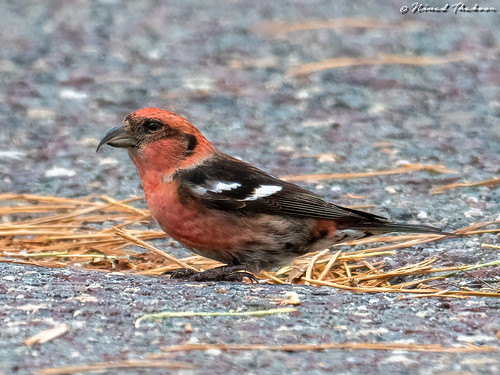 White-winged Crossbill (Lifer) • <a style="font-size:0.8em;" href="http://www.flickr.com/photos/59465790@N04/50773208221/" target="_blank">View on Flickr</a>