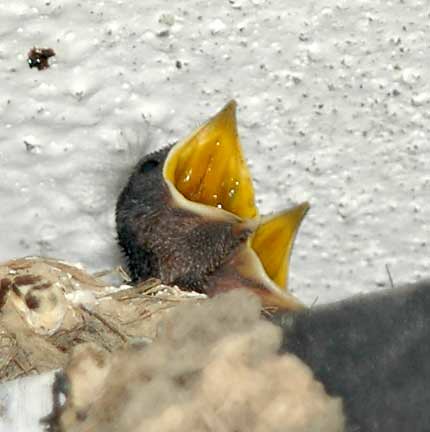 Two Pacific swallow chicks begging for food, Frazer's Hill (Bukit Frazer), Malaysia.